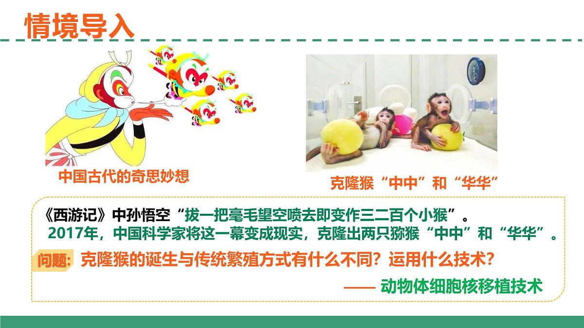 2.2 动物细胞工程(第三课时)(教学课件)-2024-2025学年高二生物(人教版2019选择性必修3)第3页