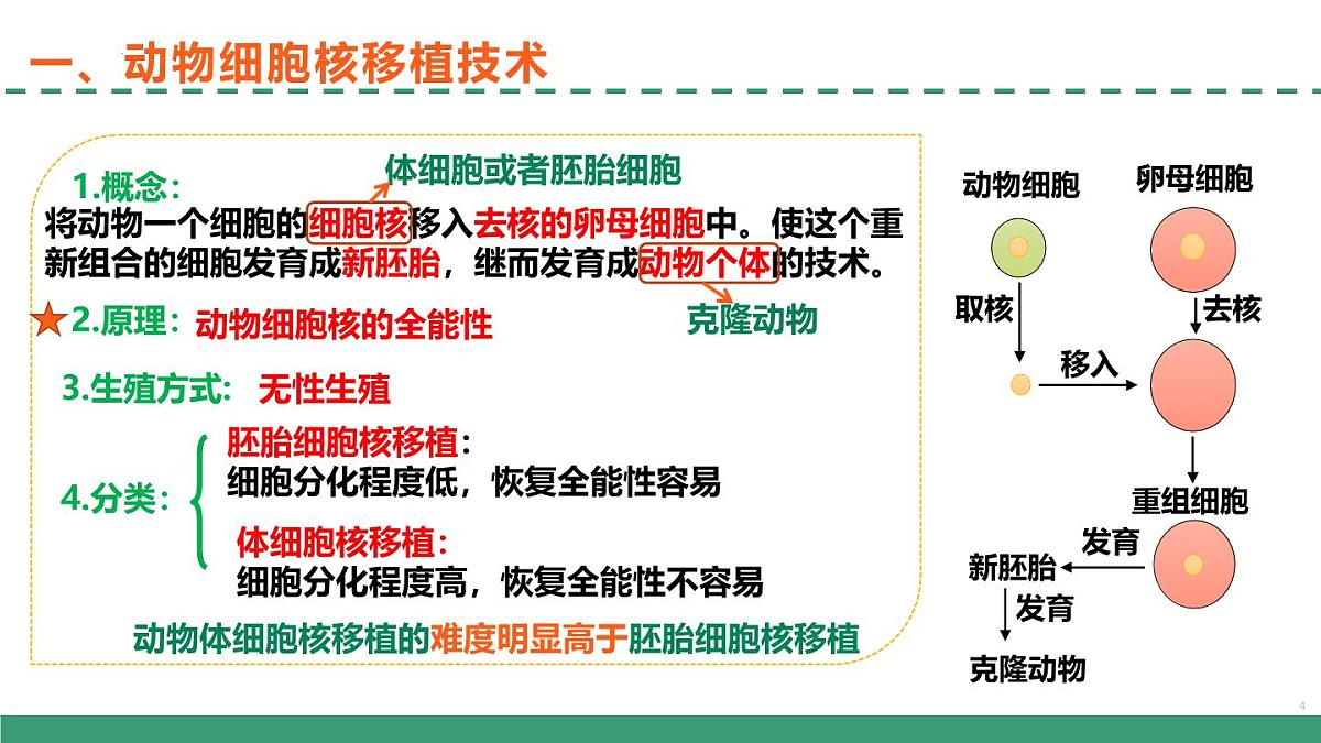 2.2 动物细胞工程(第三课时)(教学课件)-2024-2025学年高二生物(人教版2019选择性必修3)第4页