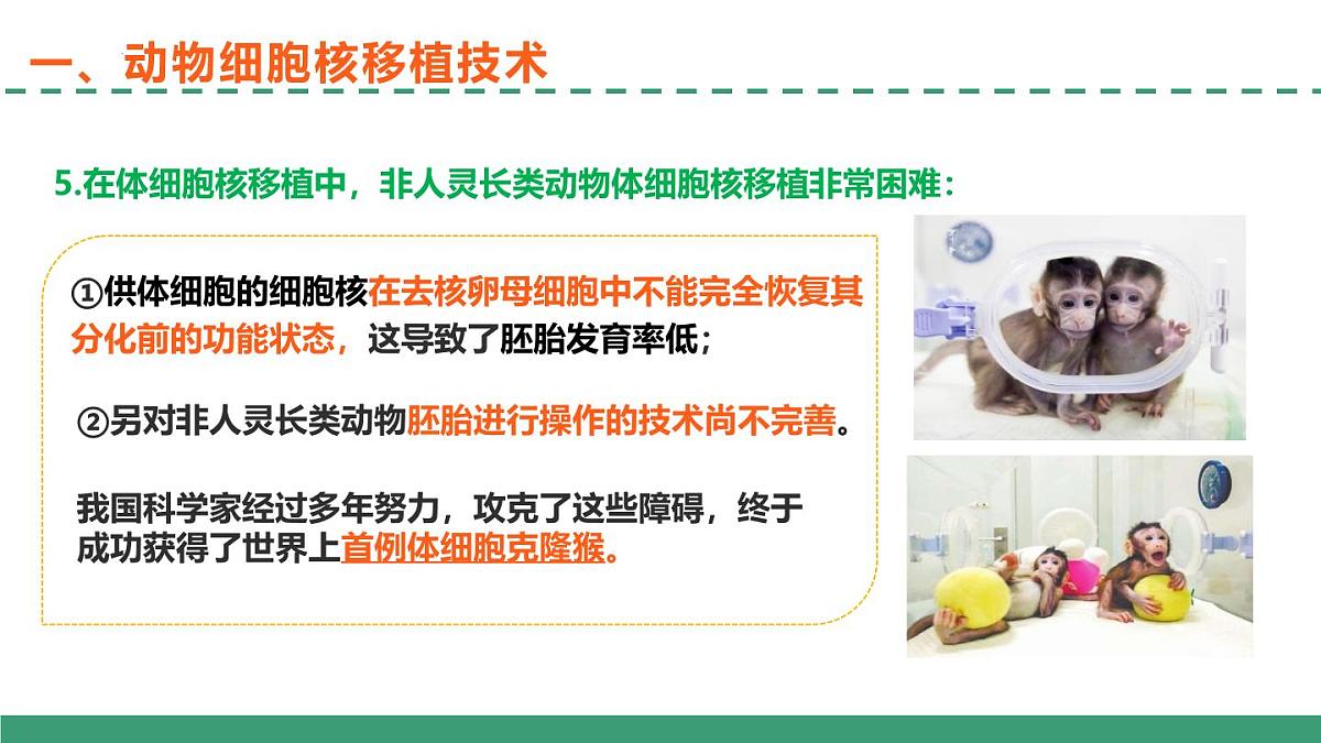 2.2 动物细胞工程(第三课时)(教学课件)-2024-2025学年高二生物(人教版2019选择性必修3)第5页