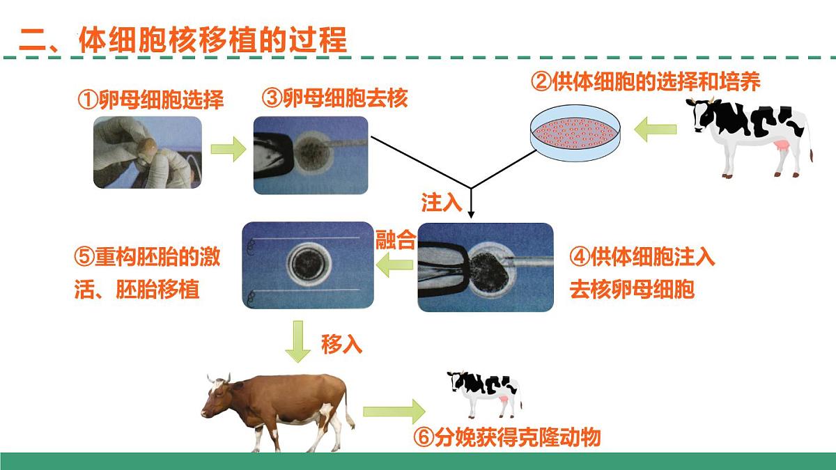 2.2 动物细胞工程(第三课时)(教学课件)-2024-2025学年高二生物(人教版2019选择性必修3)第6页