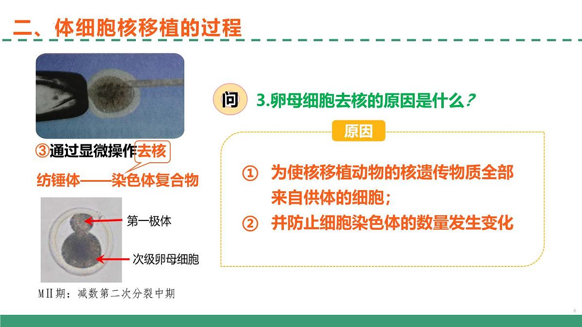 2.2 动物细胞工程(第三课时)(教学课件)-2024-2025学年高二生物(人教版2019选择性必修3)第8页