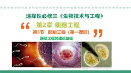 2.3 胚胎工程（第一課時(shí)）（教學(xué)課件）-2024-2025學(xué)年高二生物（人教版2019選擇性必修3）