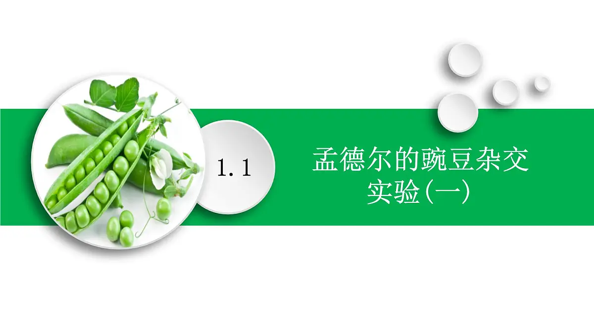 高中生物人教版(2019)必修二1.1孟德尔的豌豆杂交实验(一)课件第1页