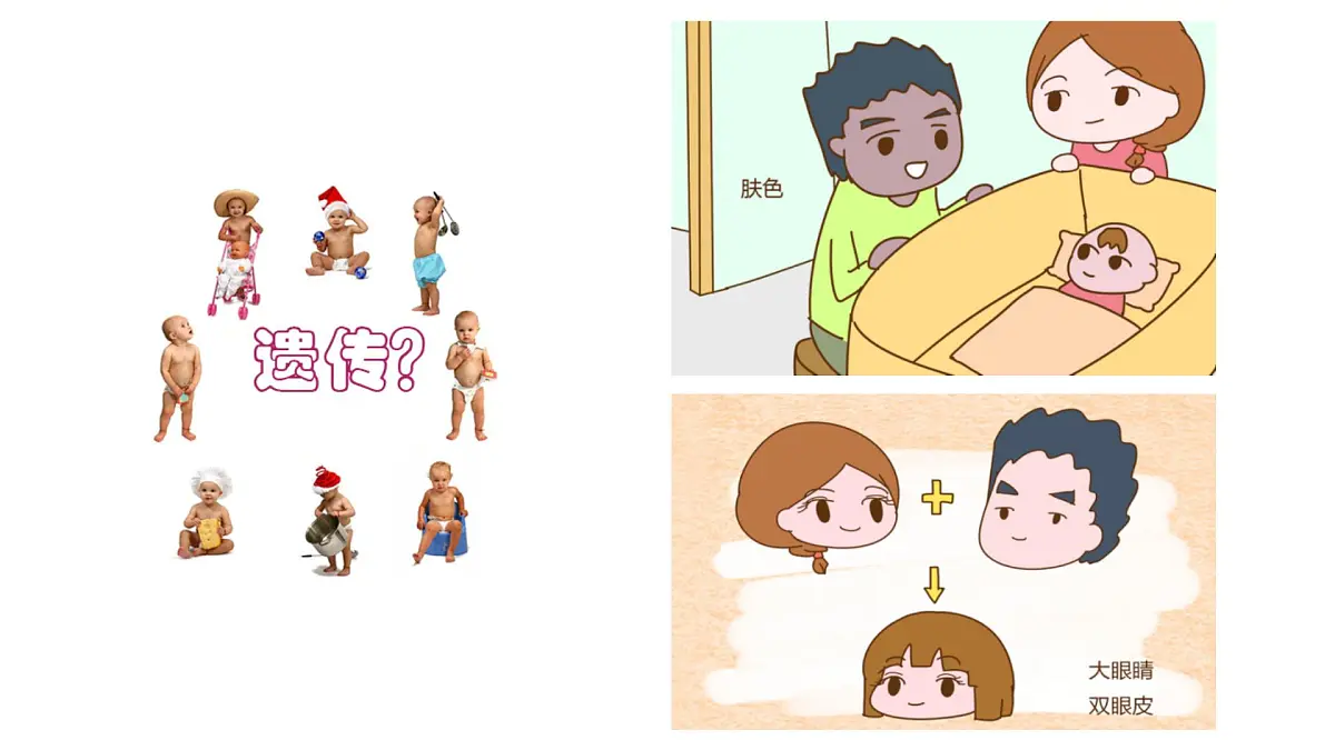 高中生物人教版(2019)必修二1.1孟德尔的豌豆杂交实验(一)课件第4页