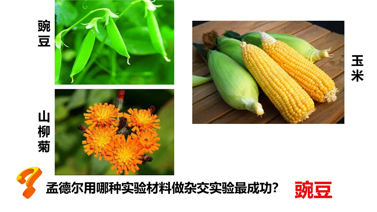 高中生物人教版(2019)必修二1.1孟德尔的豌豆杂交实验(一)课件第6页
