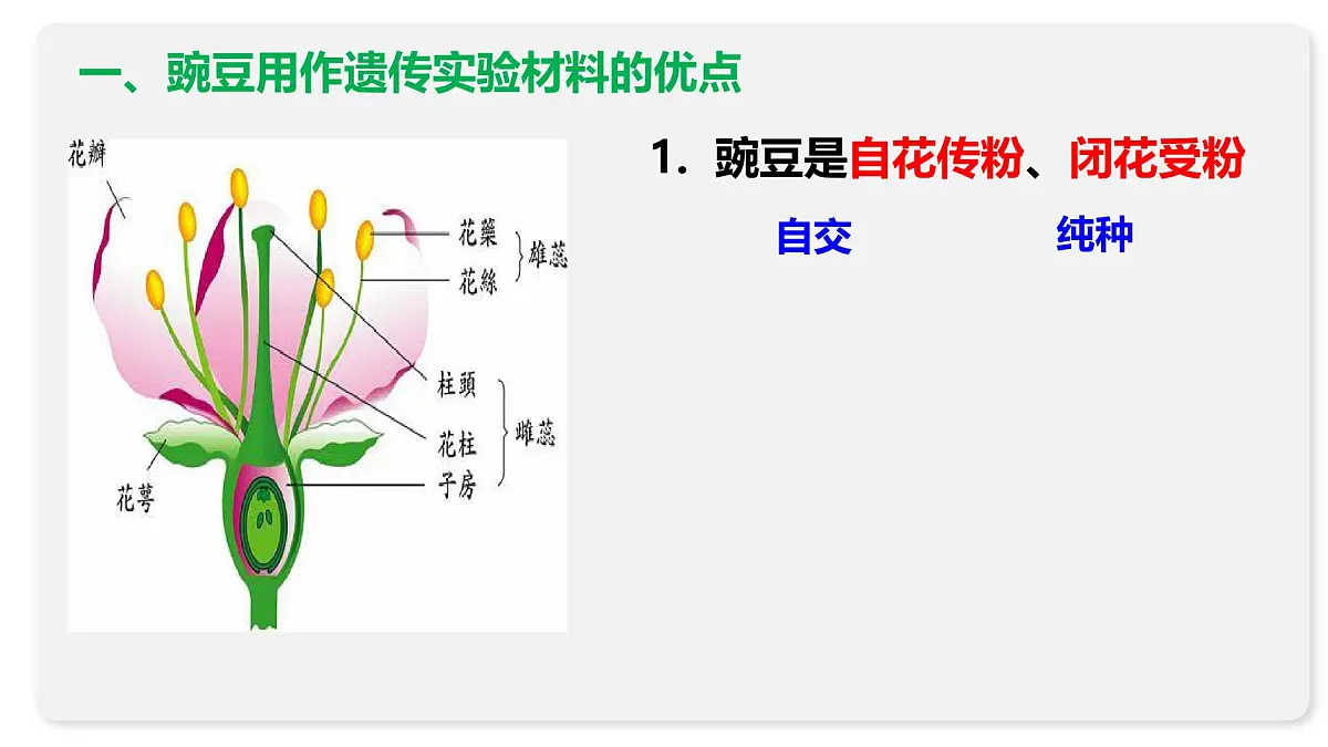 高中生物人教版(2019)必修二1.1孟德尔的豌豆杂交实验(一)课件第7页