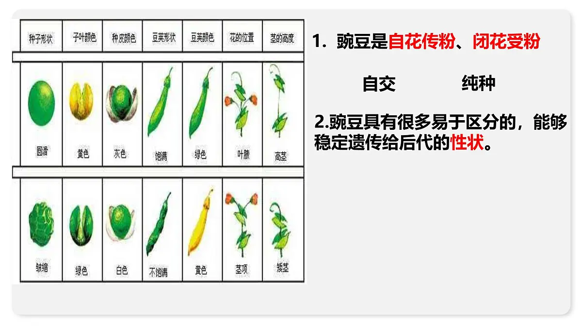 高中生物人教版(2019)必修二1.1孟德尔的豌豆杂交实验(一)课件第8页