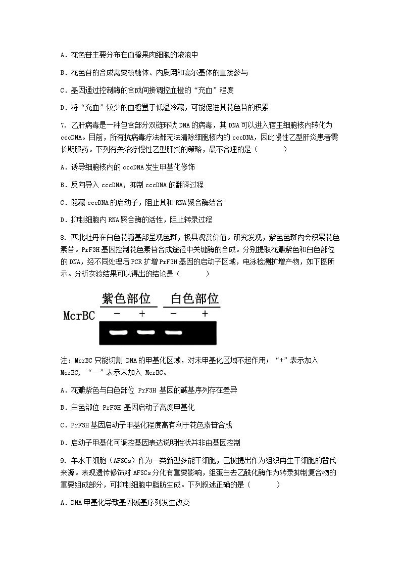 （人教版）2024-2025高一下學期生物課后練習(第4章 第2節(jié) 基因表達與性狀的關(guān)系)+答案第3頁