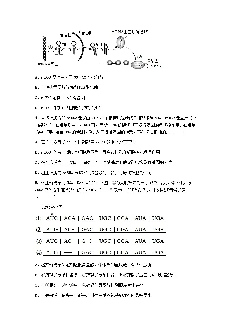 (人教版)2024-2025高一下学期生物(第4章 基因的表达)综合测试卷及答案第2页