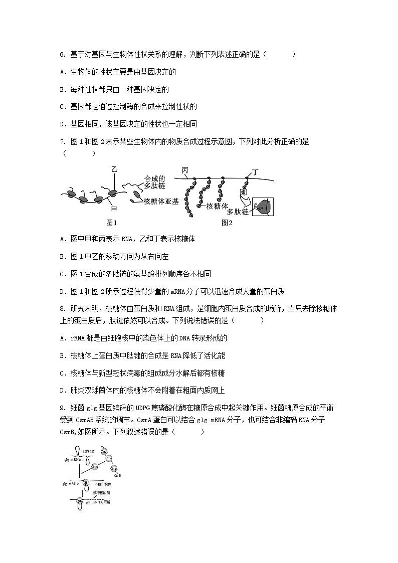 (人教版)2024-2025高一下学期生物(第4章 基因的表达)综合测试卷及答案第3页