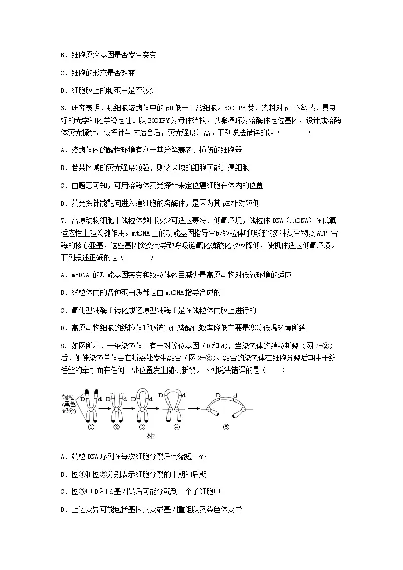 (人教版)2024-2025高一下学期生物(第5章 基因突变及其他变异)综合测试卷及答案第3页