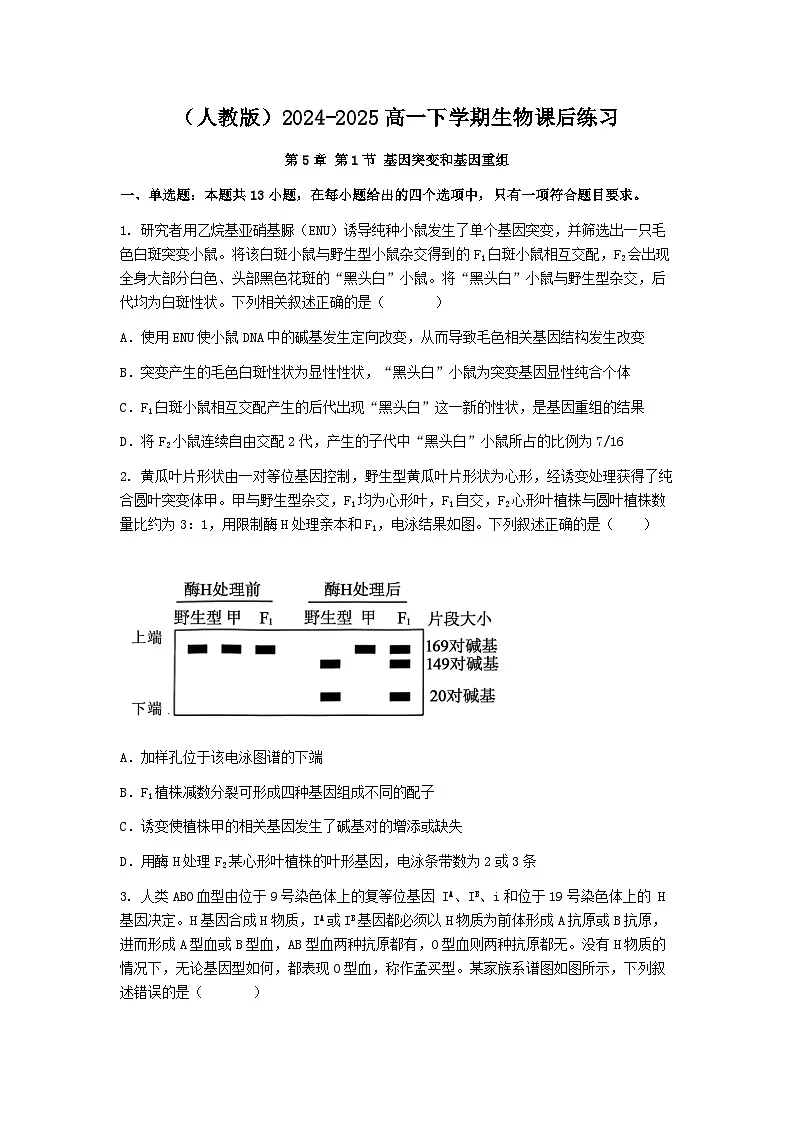 (人教版)2024-2025高一下学期生物课后练习(第5章 第1节 基因突变和基因重组)+答案第1页