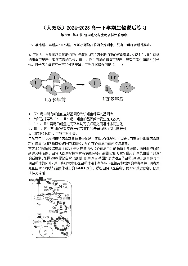 (人教版)2024-2025高一下学期生物课后练习(第6章 第4节 协同进化与生物多样性的形成)+答案第1页