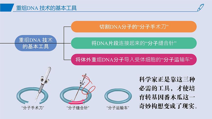 2024-2025學(xué)年高中生物同步備課課件(人教版2019)選擇性必修三3-1DNA重組技術(shù)的基本工具第3頁(yè)