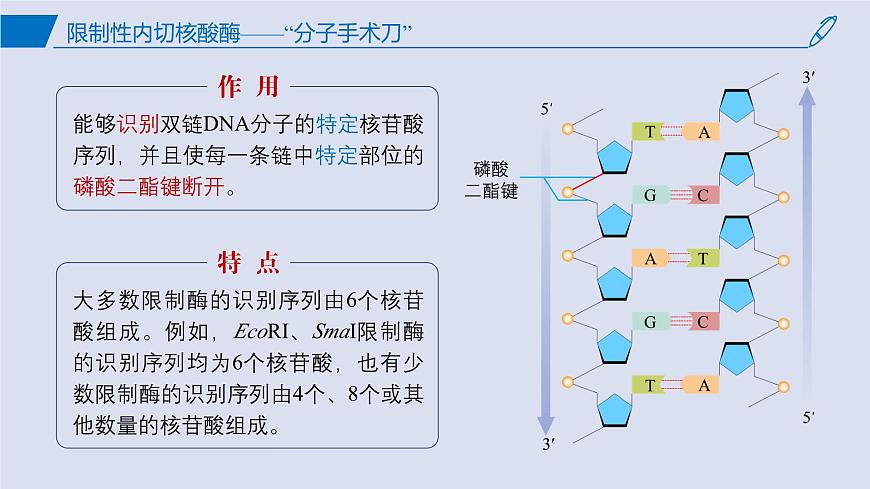 2024-2025學(xué)年高中生物同步備課課件(人教版2019)選擇性必修三3-1DNA重組技術(shù)的基本工具第5頁(yè)