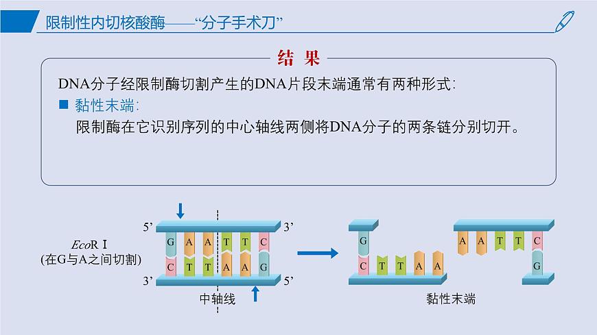 2024-2025學(xué)年高中生物同步備課課件(人教版2019)選擇性必修三3-1DNA重組技術(shù)的基本工具第7頁(yè)