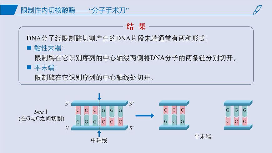 2024-2025學(xué)年高中生物同步備課課件(人教版2019)選擇性必修三3-1DNA重組技術(shù)的基本工具第8頁(yè)
