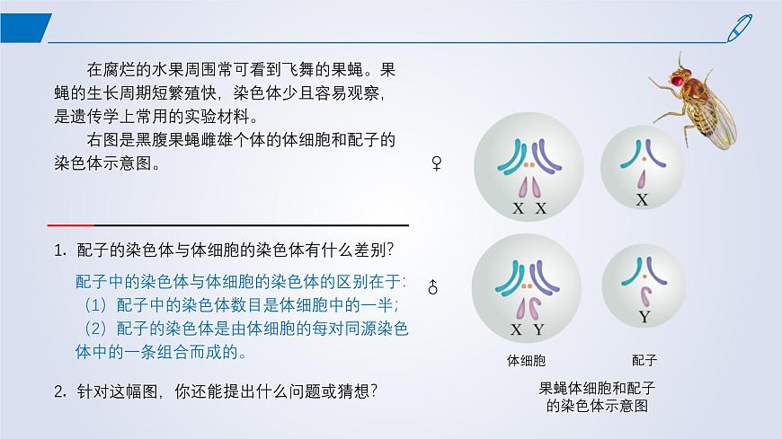 2024-2025學年高中生物同步備課課件（人教版2019）必修二2-1減數(shù)分裂和受精作用第2頁