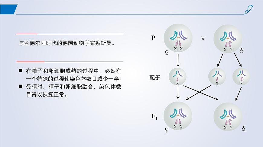 2024-2025學年高中生物同步備課課件（人教版2019）必修二2-1減數(shù)分裂和受精作用第4頁