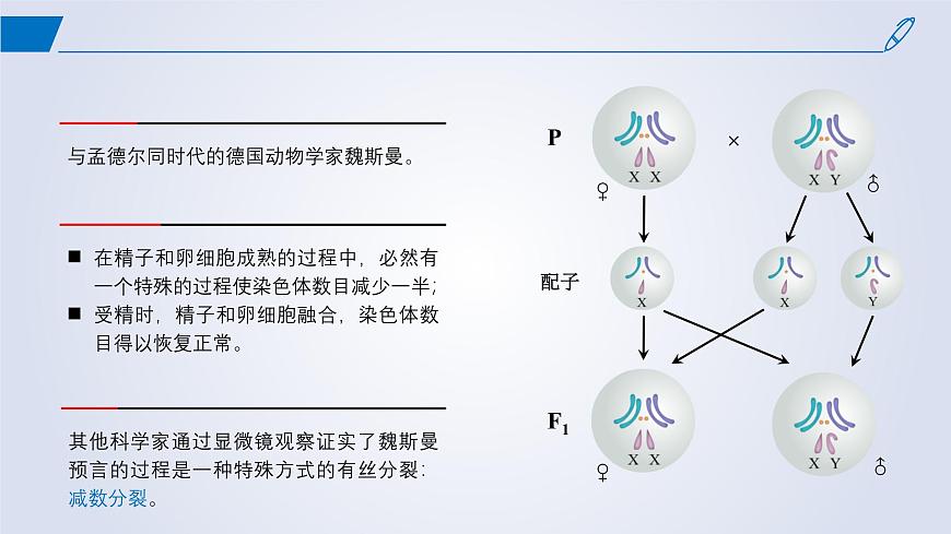2024-2025學年高中生物同步備課課件（人教版2019）必修二2-1減數(shù)分裂和受精作用第5頁