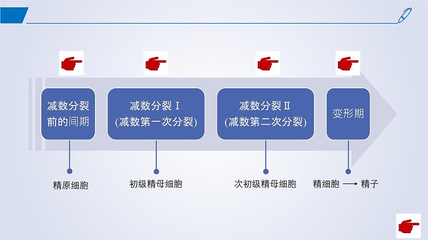 2024-2025學年高中生物同步備課課件（人教版2019）必修二2-1減數(shù)分裂和受精作用第7頁