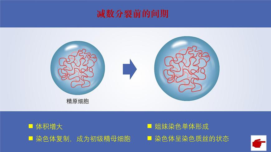 2024-2025學年高中生物同步備課課件（人教版2019）必修二2-1減數(shù)分裂和受精作用第8頁