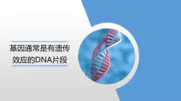 高中生物人教版必修2《基因通常是具有遺傳效應(yīng)的DNA片段》課件教案
