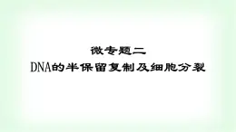 人教版高中生物必修2第三章基因的本質(zhì)微專題二DNA的半保留復(fù)制及細(xì)胞分裂課件
