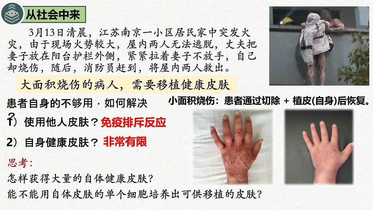 2.2 动物细胞工程(第1课时)动物细胞培养-2024-2025学年高二生物优质课件(人教版2019选择性必修3)第2页