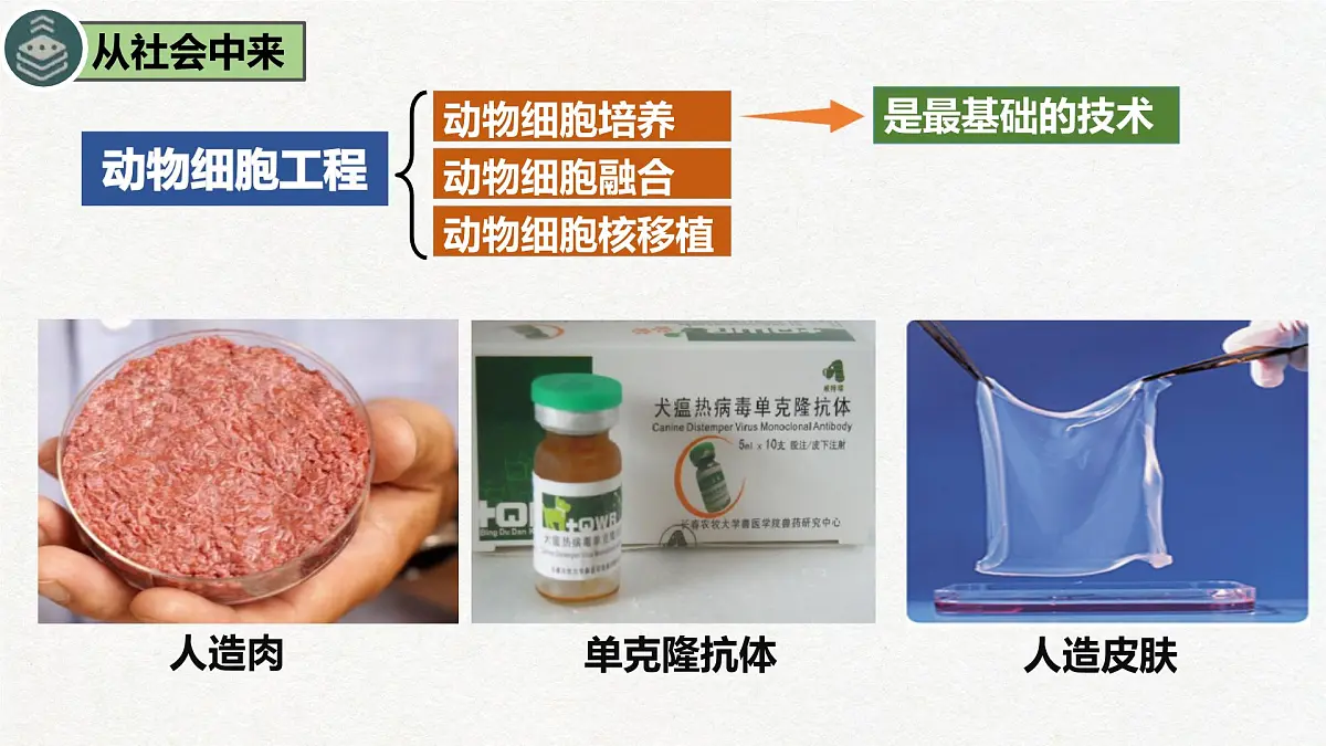 2.2 动物细胞工程(第1课时)动物细胞培养-2024-2025学年高二生物优质课件(人教版2019选择性必修3)第3页