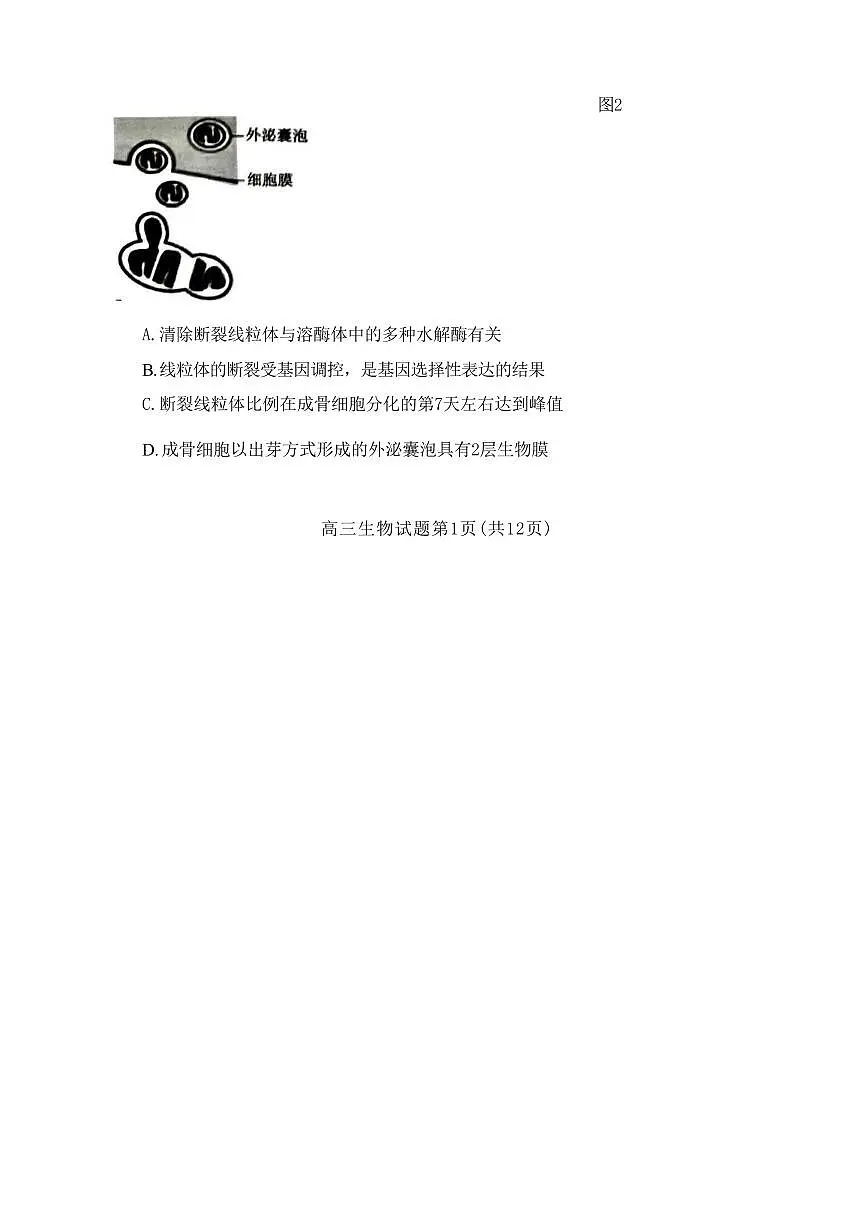 2024届山东省泰安市高三四模-生物试卷(含答案)第2页