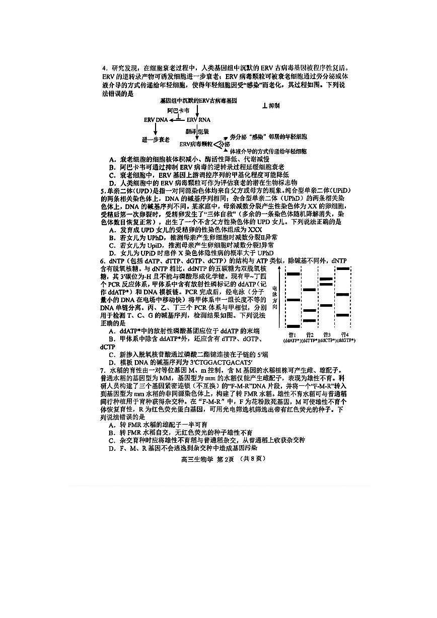 2024届山东省淄博市高三下学期阶段性诊断(二模)-生物试卷(含答案)第2页
