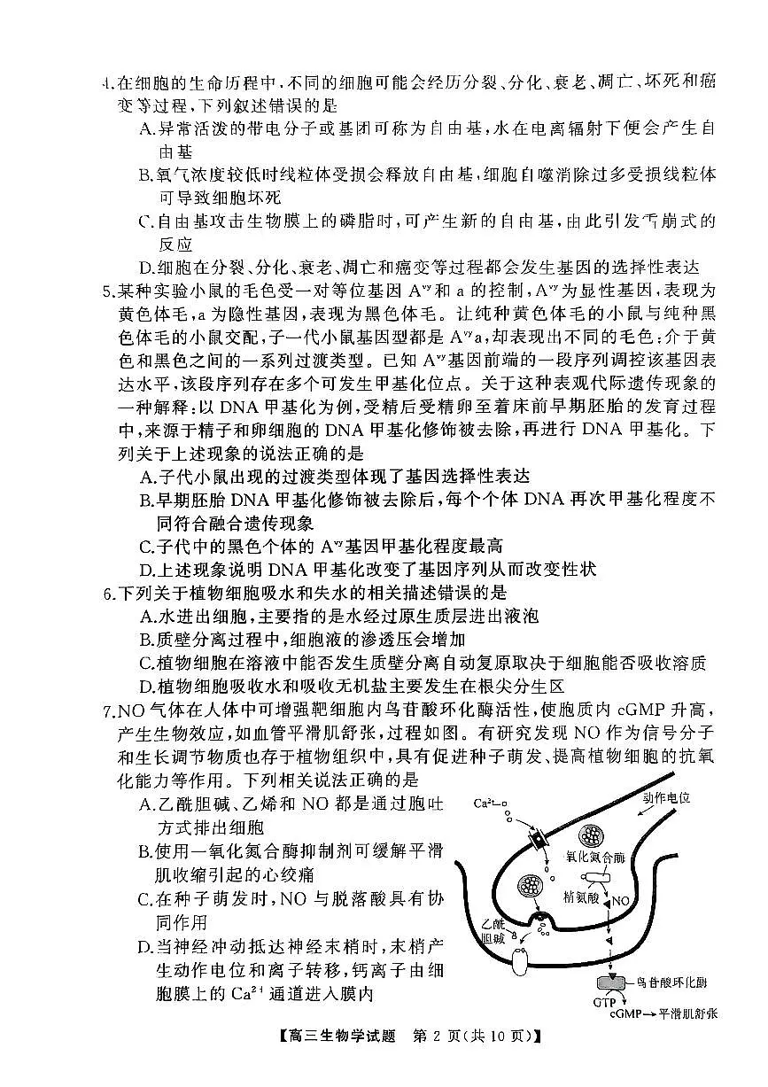 2025届湖南省永州市高三上学期第二次模拟考试生物试卷(含答案)第2页