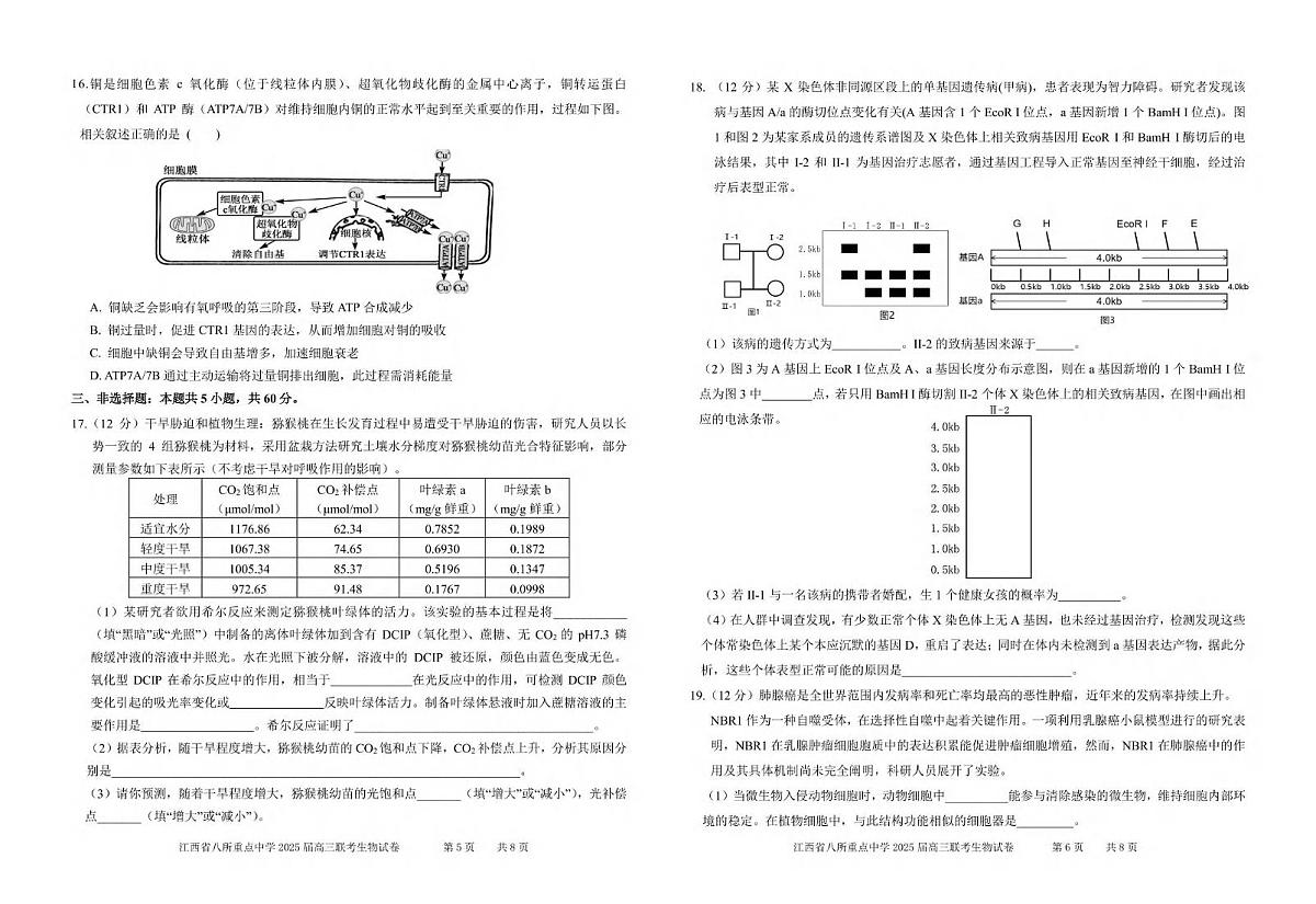 生物丨江西省八所重点中学2025届高三下学期4月联考(二模)生物试卷及答案第3页