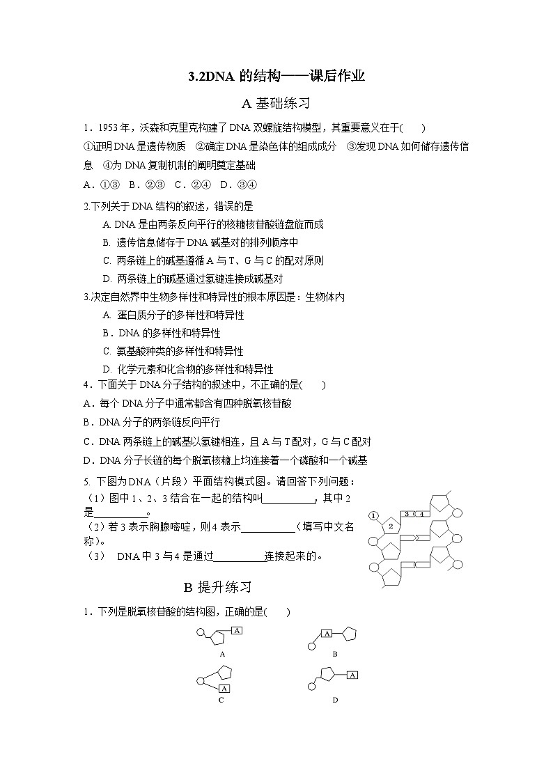 人教版(2019)高中生物必修二第3章基因的本质3.2DNA的结构 分层作业(原卷版)第1页