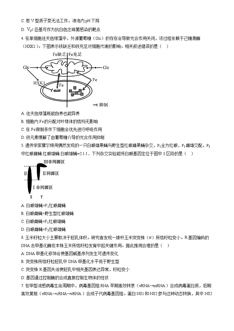 北京市丰台区2025届高三下学期3月一模试题 生物 含解析第2页