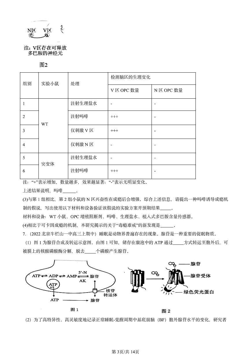 2022-2024北京重点校高三(上)期中真题生物汇编:神经冲动的产生和传导第3页