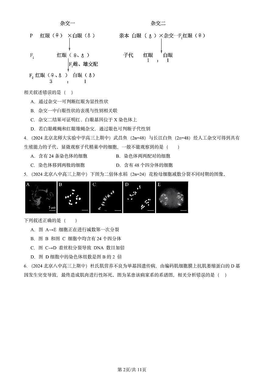 2024北京重點(diǎn)校高三（上）期中真題生物匯編：基因和染色體的關(guān)系章節(jié)綜合第2頁
