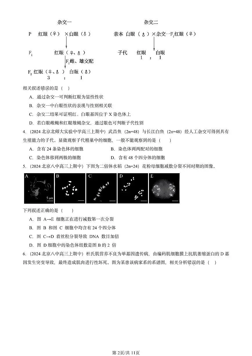 2024北京重点校高三(上)期中真题生物汇编:基因和染色体的关系章节综合第2页
