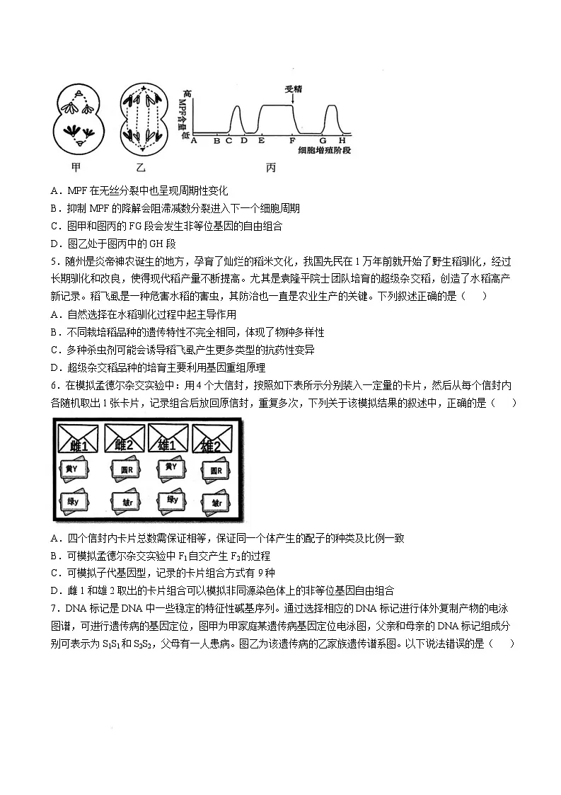 湖北省新八校协作体2024-2025学年高三下学期2月联考生物试卷 含解析第2页