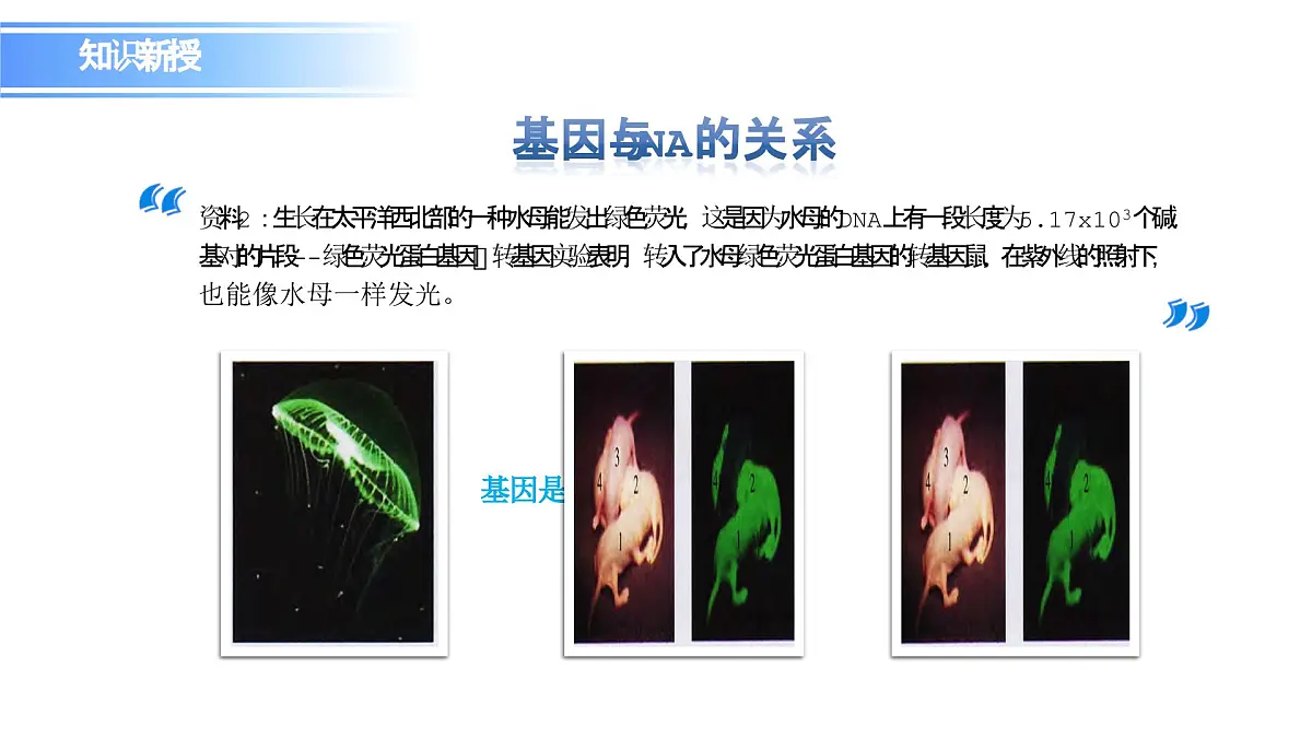 人教版(2019)高中生物必修二第3章基因的本质3.4基因通常是有遗传效应的DNA片段 课件第8页