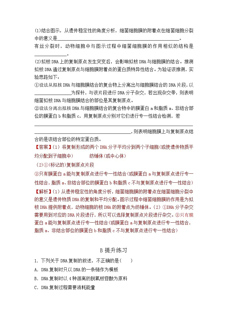 人教版(2019)高中生物必修二第3章基因的本质3.3DNA的复制 分层作业(解析版)第3页