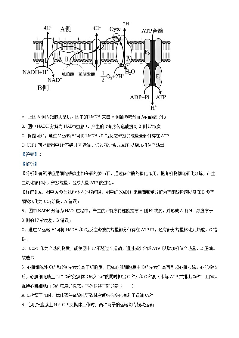 2025届安徽省皖北协作体高三一模考试生物题(解析版)第2页