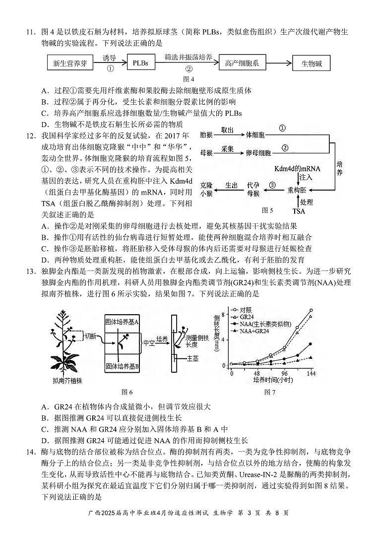 生物丨广西壮族自治区2025届高三下学期4月高中毕业班适应性测试(跨市三模)生物试卷及答案第3页