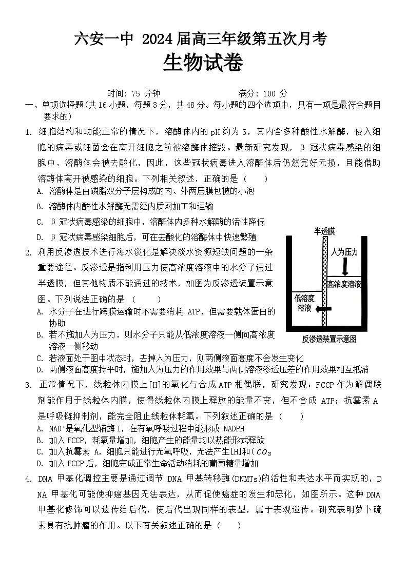 安徽省六安第一中学2024届高三上学期第五次月考生物试卷(含答案)第1页