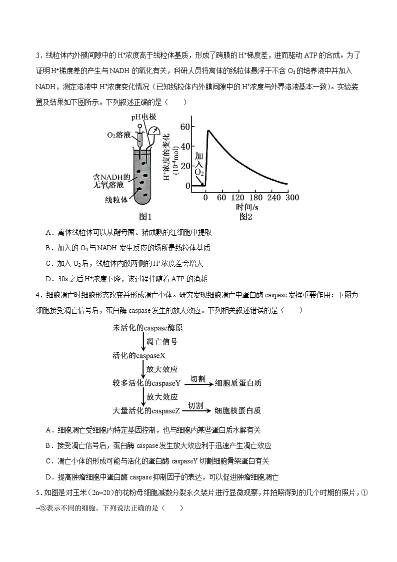 2025年高考第二次模拟考试卷:生物(安徽卷)(考试版)第2页
