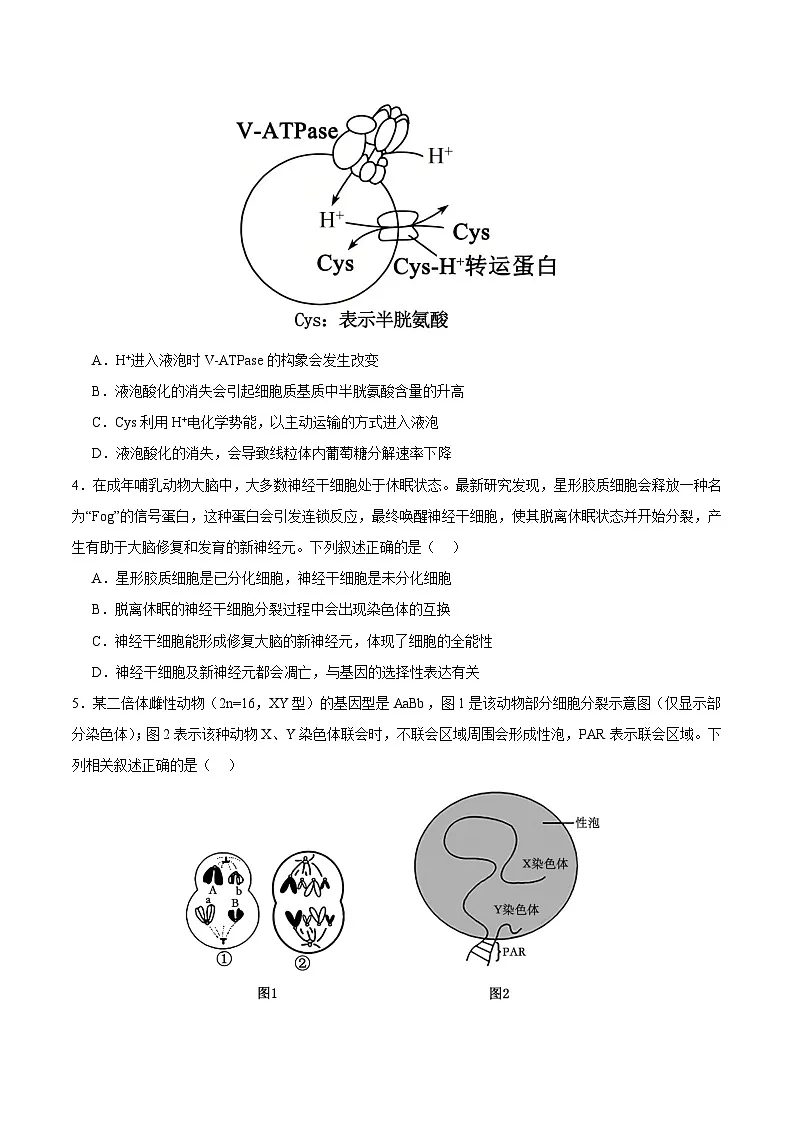 2025年高考第二次模拟考试卷:生物(广东卷02)(考试版)第2页