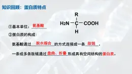 3.4《基因控制蛋白質合成》課件 浙科版生物必修二