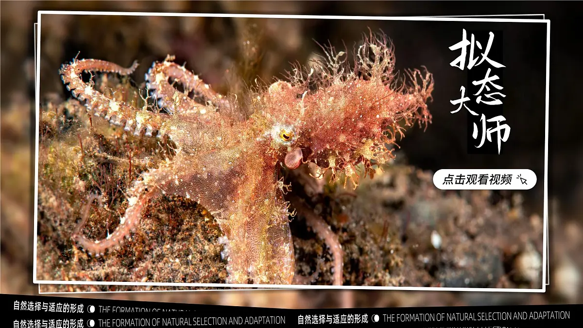 6.2 自然选择与适应的形成(教学课件)-2024-2025学年高一生物(人教版2019必修2)第3页