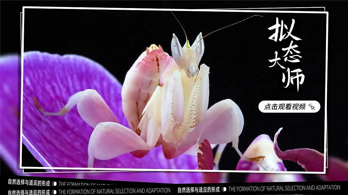 6.2 自然选择与适应的形成(教学课件)-2024-2025学年高一生物(人教版2019必修2)第4页